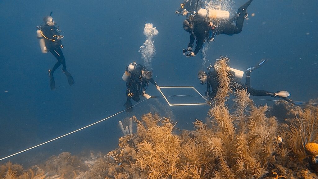 Reef Expeditions divers conducting underwater coral reef research